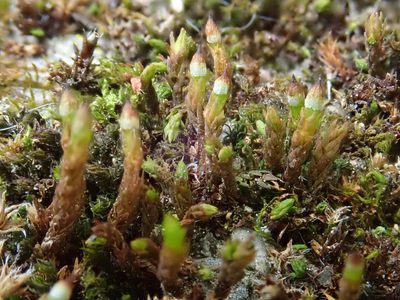 Nyholmiella obtusifolia, photographed by Christian Berg