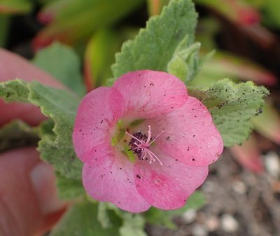 Anisodontea scabrosa, photographed by Nicola van Berkel