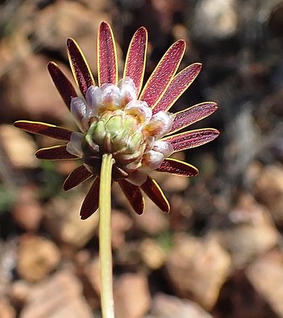 Ursinia heterodonta, photographed by Di Turner