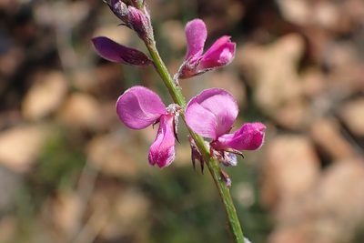 Indigofera declinata, photographed by Di Turner
