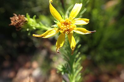 Senecio pinifolius, photographed by Di Turner