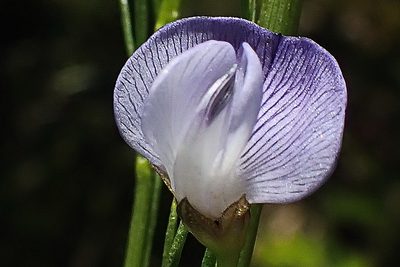 Psoralea diturnerae, photographed by Di Turner