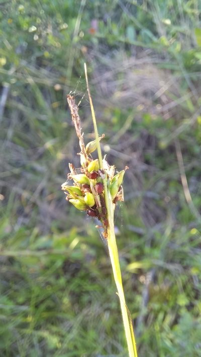 Carex spartea, photographed by kevin koen