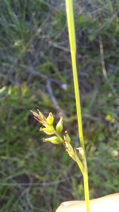 Carex spartea, photographed by kevin koen