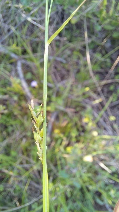 Carex spartea, photographed by kevin koen
