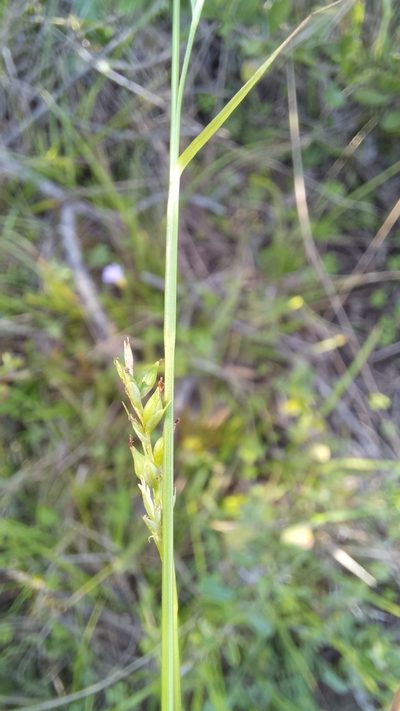 Carex spartea, photographed by kevin koen