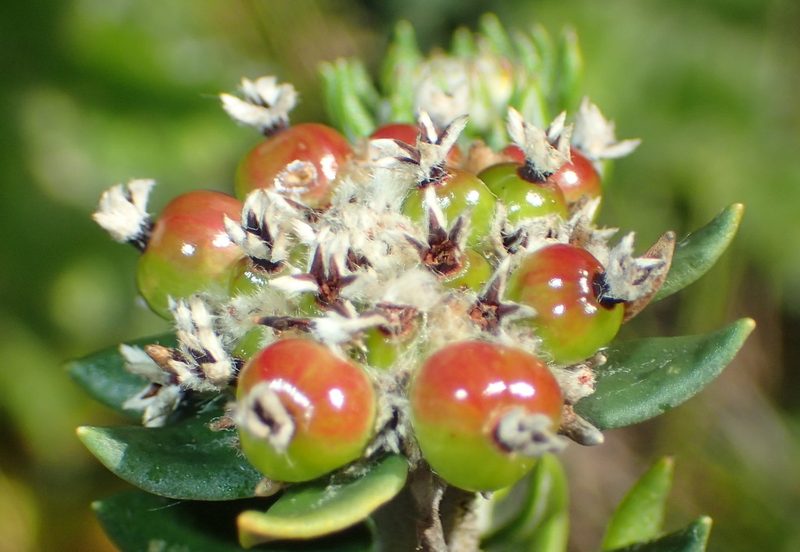 Phylica litoralis, photographed by Nicola van Berkel