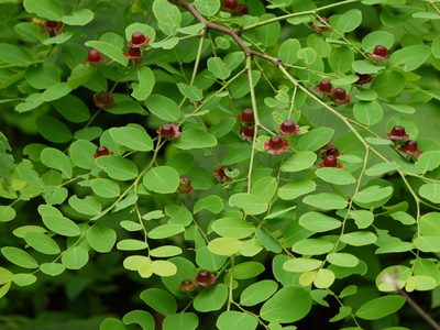 Breynia retusa, photographed by Dinesh Valke