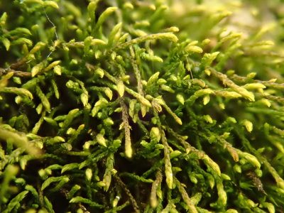 Pseudoleskeella catenulata, photographed by Christian Berg