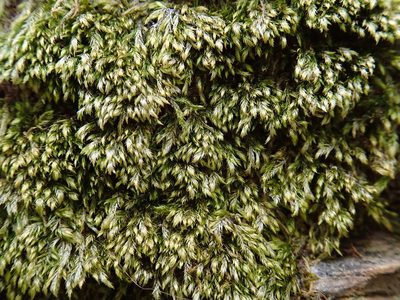 Plasteurhynchium striatulum, photographed by Christian Berg