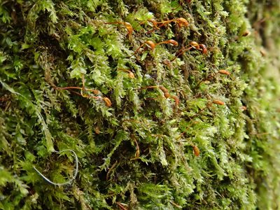 Rhynchostegium rotundifolium, photographed by Christian Berg