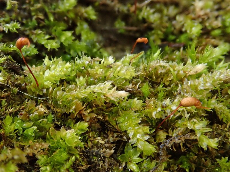 Rhynchostegium rotundifolium, photographed by Christian Berg