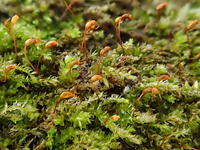 Rhynchostegium rotundifolium, photographed by Christian Berg