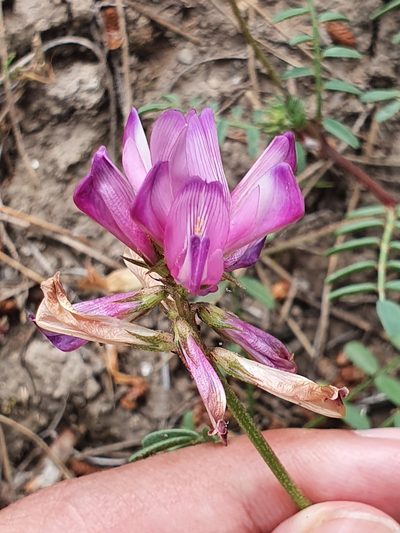 Sulla glomerata, photographed by Mehdi Chetibi