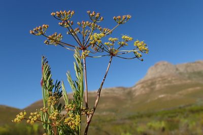 Notobubon ferulaceum, photographed by Di Turner