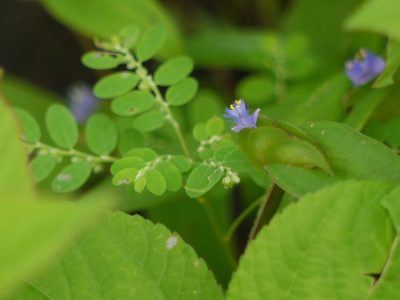 Cyanotis cristata, photographed by Dinesh Valke