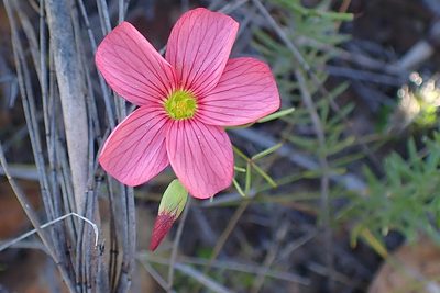 Oxalis pendulifolia, photographed by Di Turner