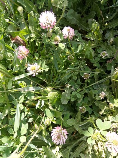 Trifolium isthmocarpum, photographed by Karim Haddad