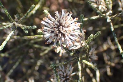 Stoebe microphylla, photographed by Di Turner