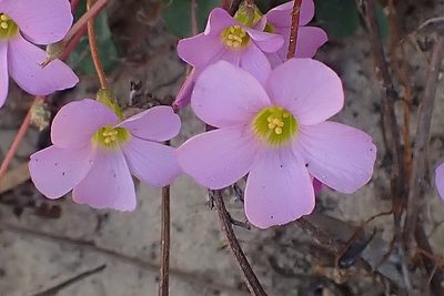 Oxalis imbricata, photographed by Di Turner