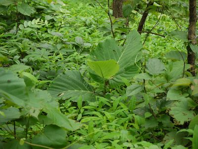 Leea macrophylla, photographed by Dinesh Valke