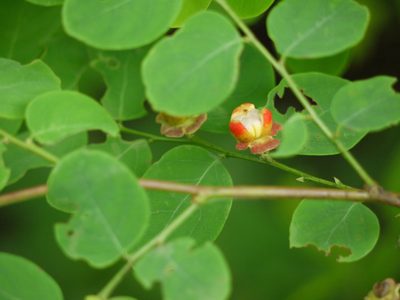 Breynia retusa, photographed by Dinesh Valke