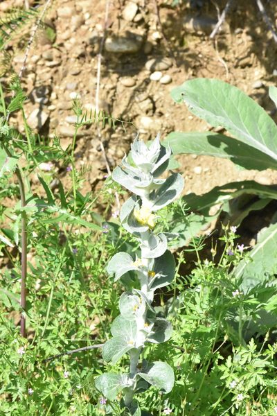 Verbascum gnaphalodes, photographed by Марина Садыкова
