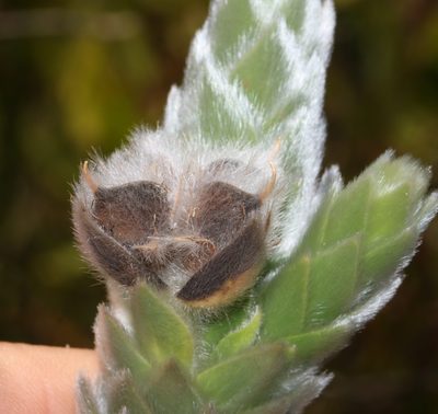 Liparia calycina, photographed by Brian du Preez