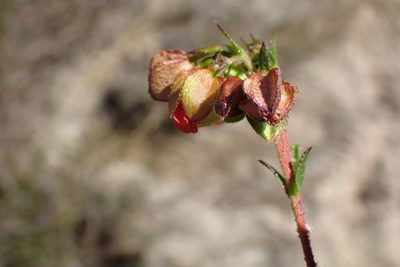 Hermannia angularis, photographed by Di Turner