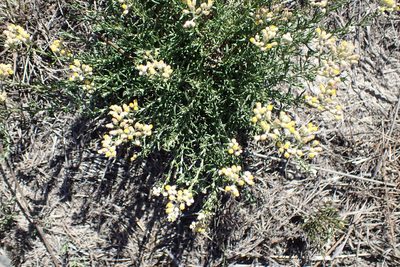 Helichrysum rosum, photographed by Di Turner