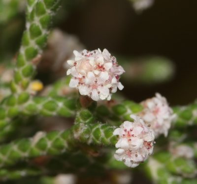 Brunia microphylla, photographed by Brian du Preez