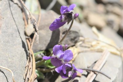 Viola alba, photographed by Марина Садыкова