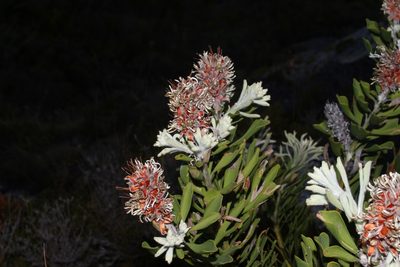 Paranomus sceptrum-gustavianus, photographed by Brian du Preez