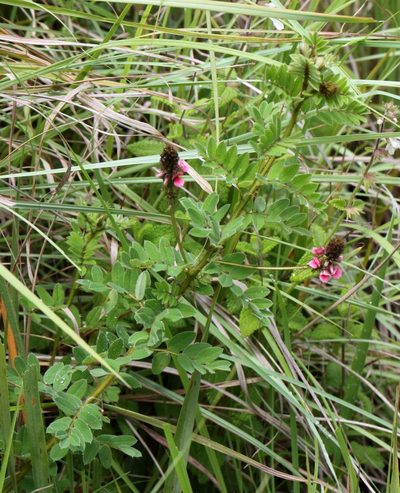 Indigofera schlechteri, photographed by Alan Manson