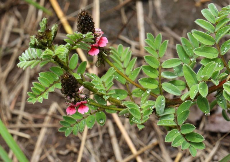 Indigofera schlechteri, photographed by Alan Manson
