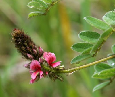Indigofera schlechteri, photographed by Alan Manson