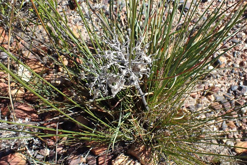 Dilatris ixioides, photographed by Di Turner