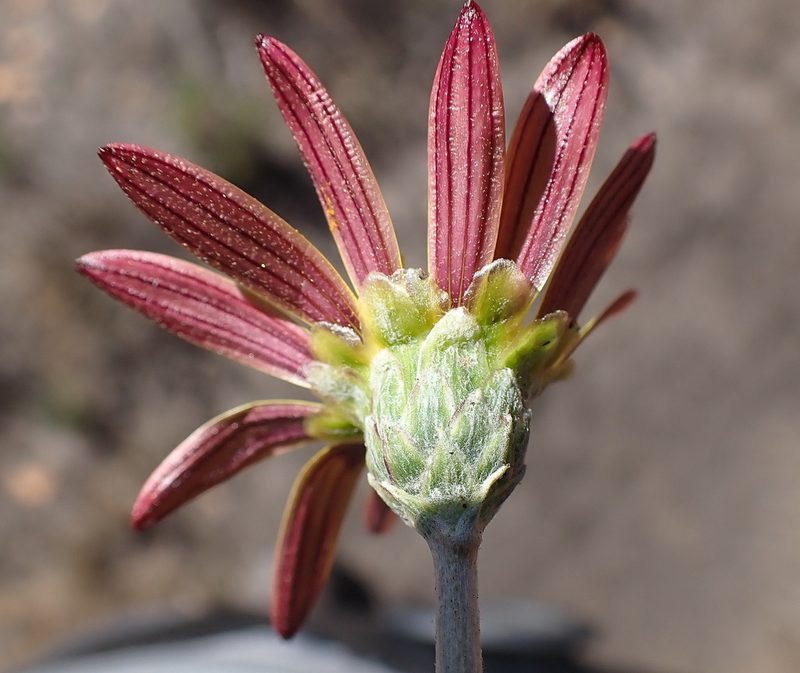 Haplocarpha lyrata, photographed by Di Turner