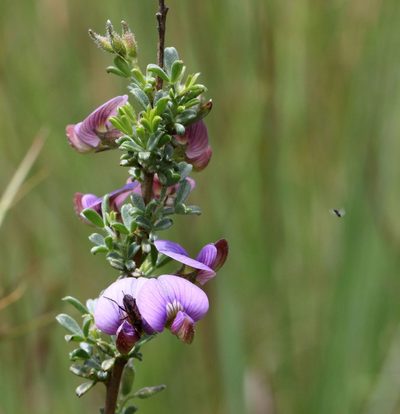 Lotononis pulchella, photographed by Alan Manson