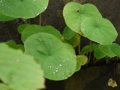 Ariopsis peltata, photographed by Dinesh Valke