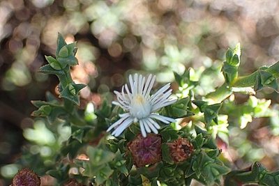 Ruschia tenella, photographed by Di Turner