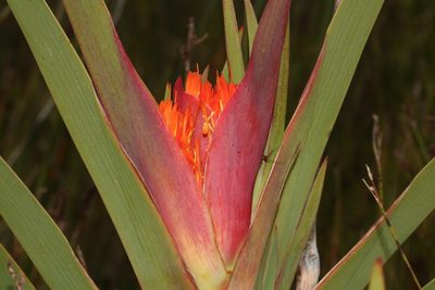 Klattia stokoei, photographed by Brian du Preez