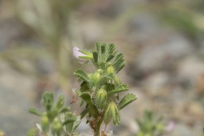 Ononis reclinata, photographed by Eleftherios Katsillis