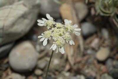 Tordylium aegaeum, photographed by Eleftherios Katsillis