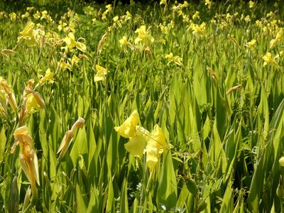 Canna flaccida, photographed by Kai Squires