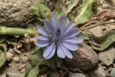 Cichorium pumilum, photographed by Eleftherios Katsillis