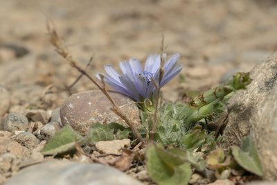 Cichorium pumilum, photographed by Eleftherios Katsillis