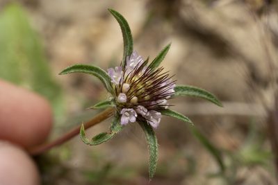 Lomelosia divaricata, photographed by Eleftherios Katsillis
