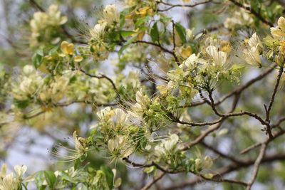 Crateva religiosa, photographed by Agnes Trekker