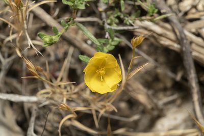 Fumana arabica, photographed by Eleftherios Katsillis